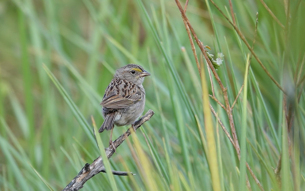 Grassland Sparrow - ML633128594