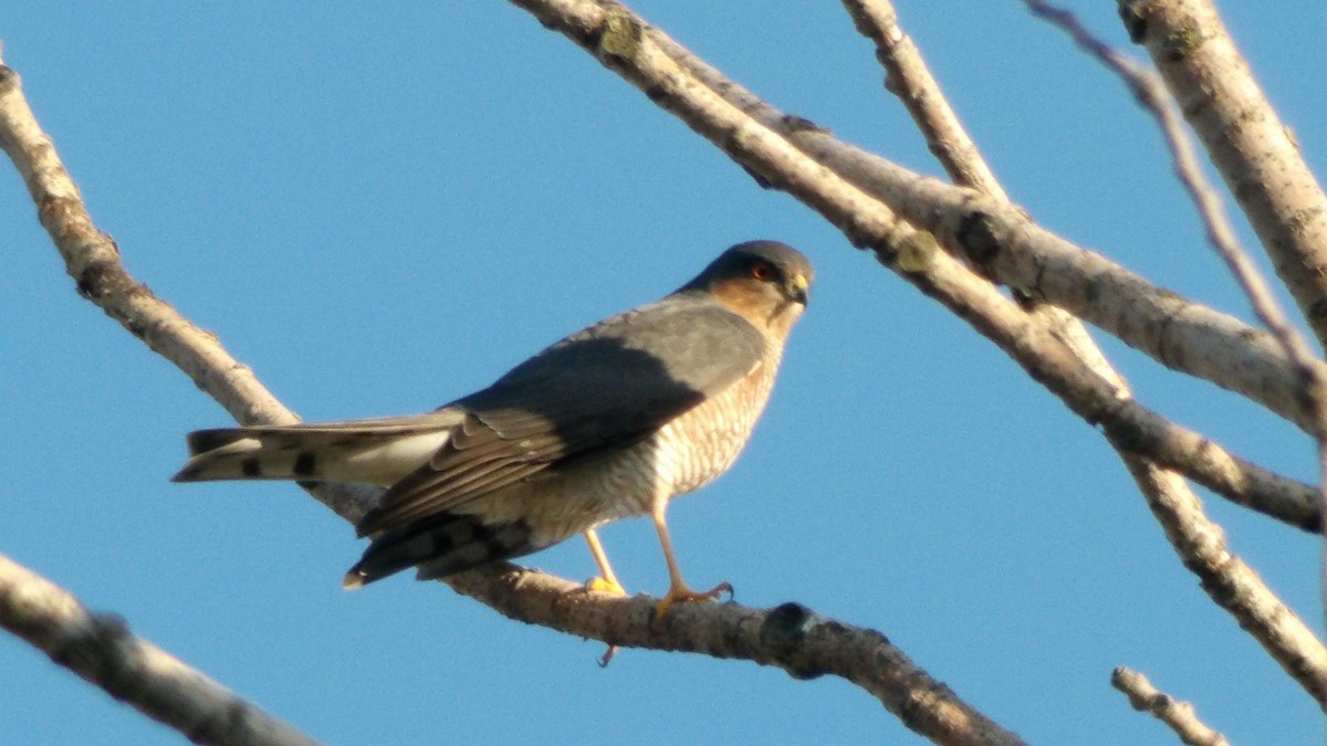 Морин харцага - ML633128595