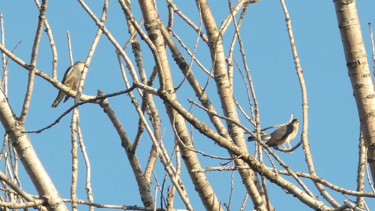 Морин харцага - ML633128600