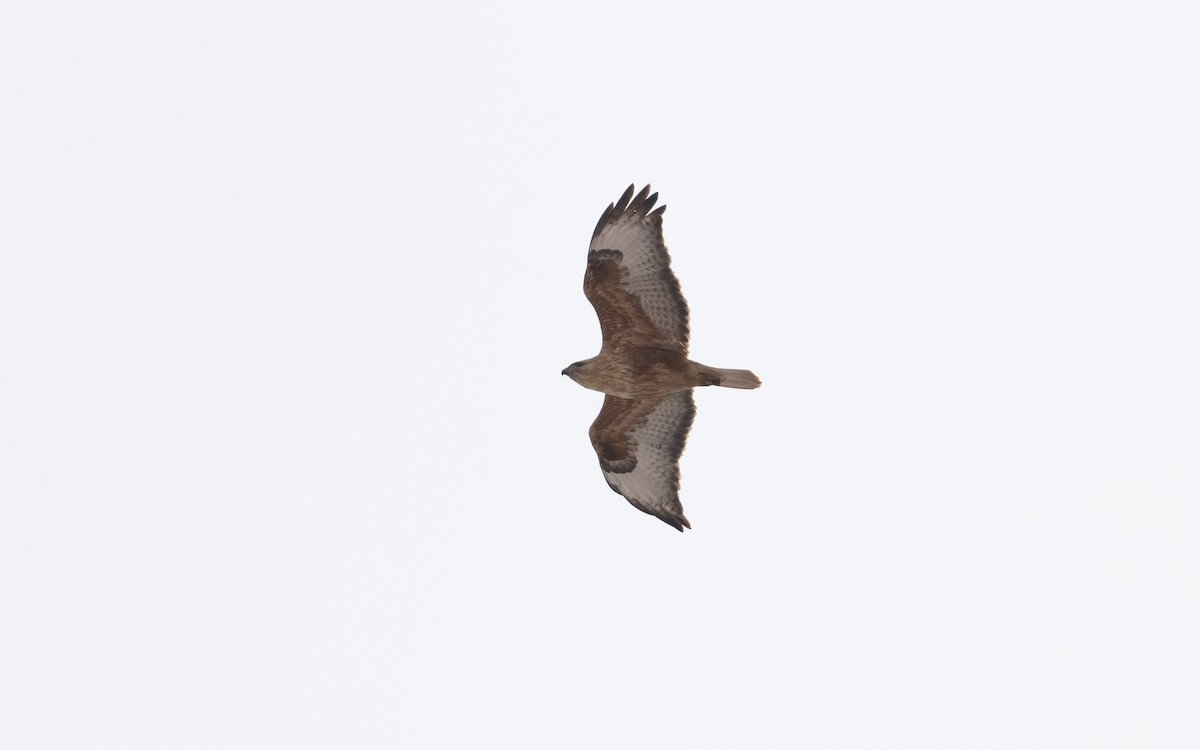Long-legged Buzzard (Atlas) - ML633128707