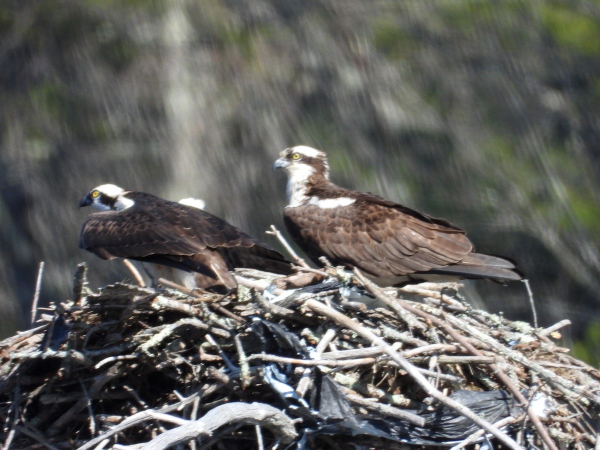 Osprey - ML633128738