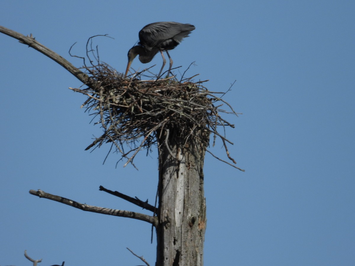 Great Blue Heron - ML633128747