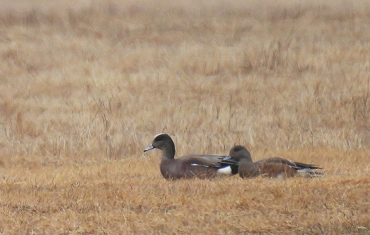 American Wigeon - ML633128989