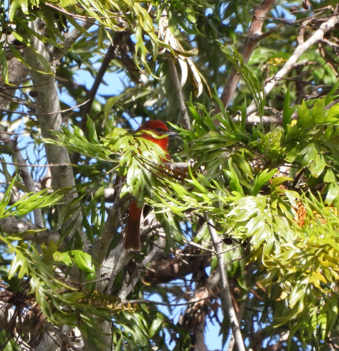 Piranga orangé - ML633129214