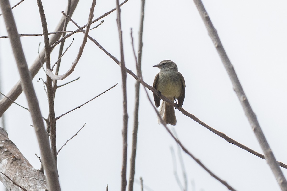 Mouse-colored Tyrannulet (Northern) - ML633129224