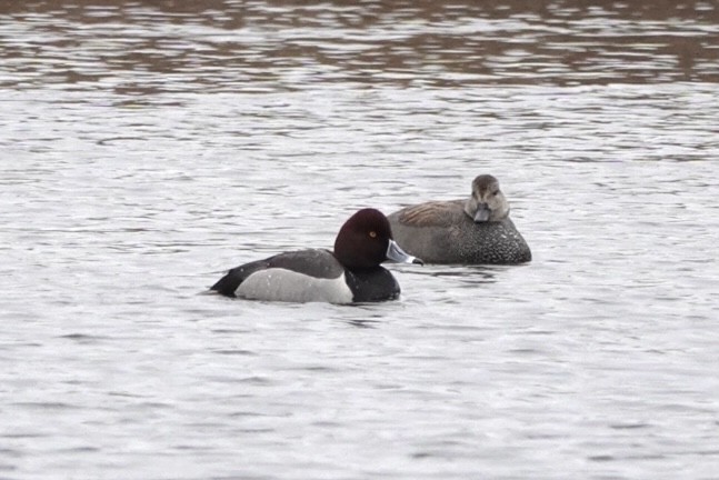 Redhead x Ring-necked Duck (hybrid) - ML633129497