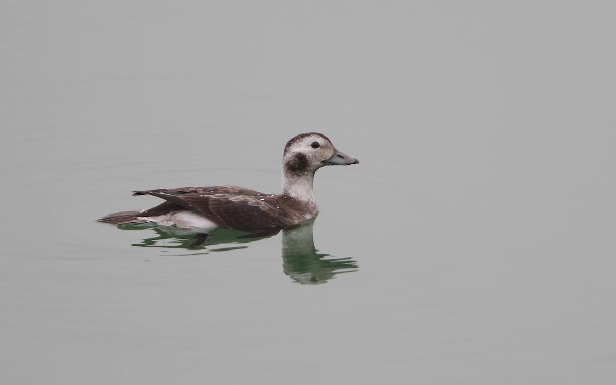 Long-tailed Duck - ML63312961