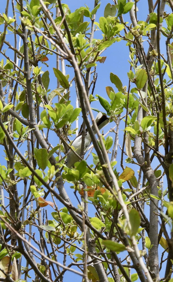 Blue-gray Gnatcatcher - ML633129670