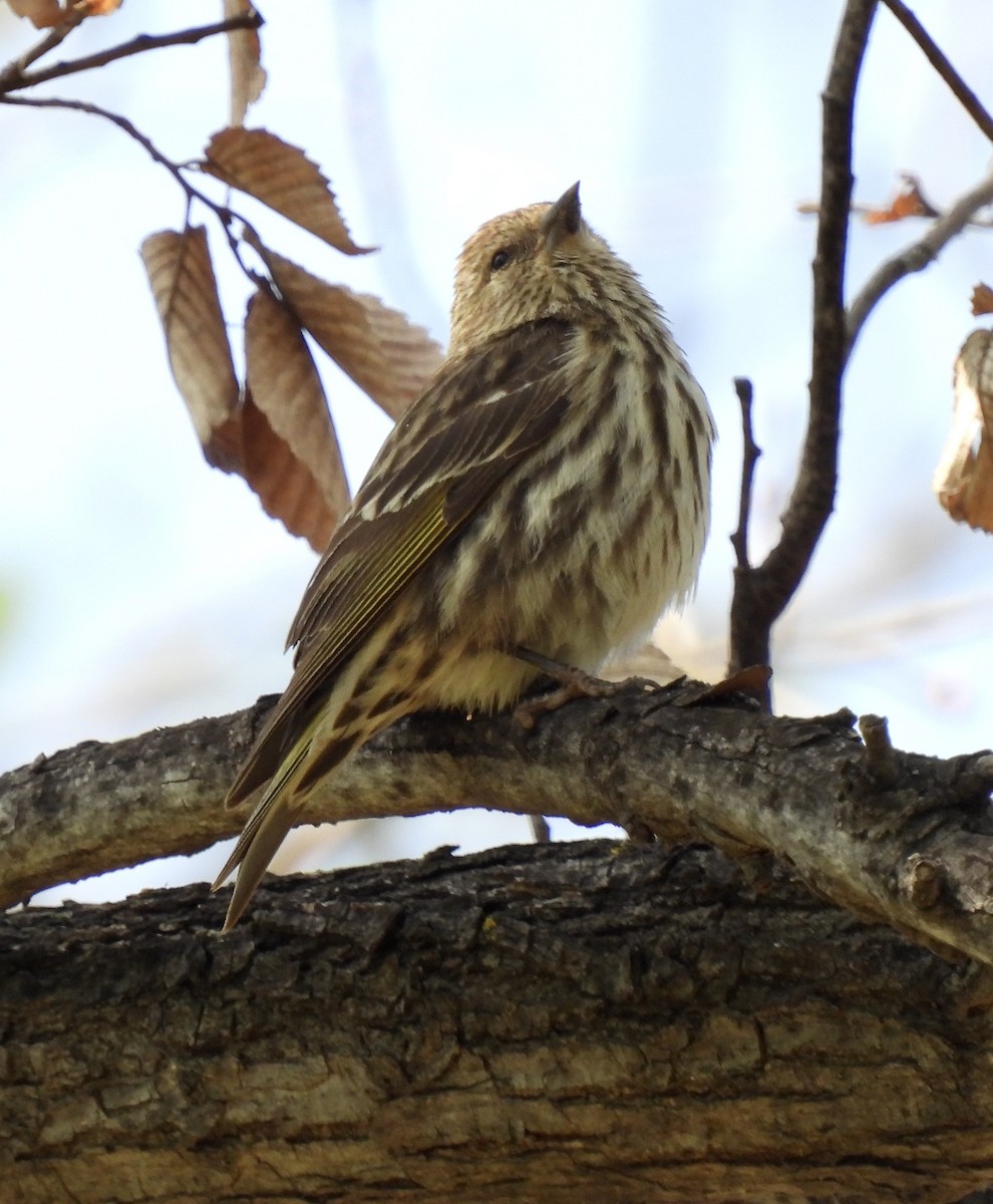 Pine Siskin - ML633129671