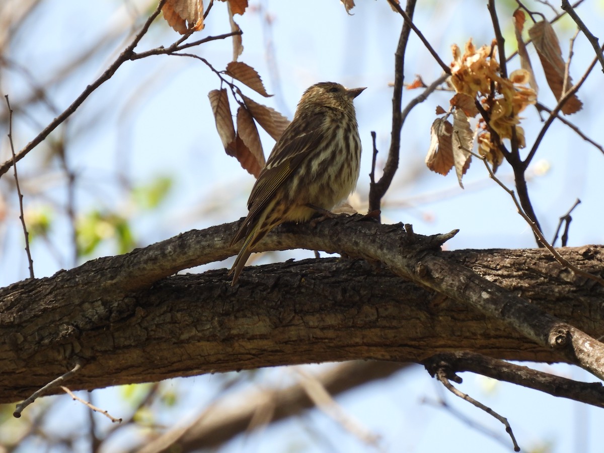Pine Siskin - ML633129672