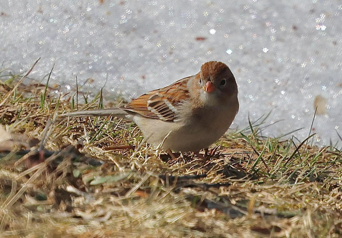 Field Sparrow - ML633129723