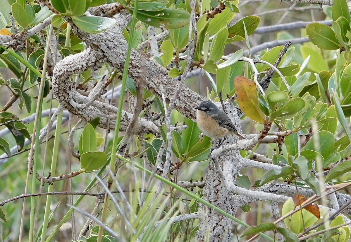 Gray-backed Tachuri - ML633129894