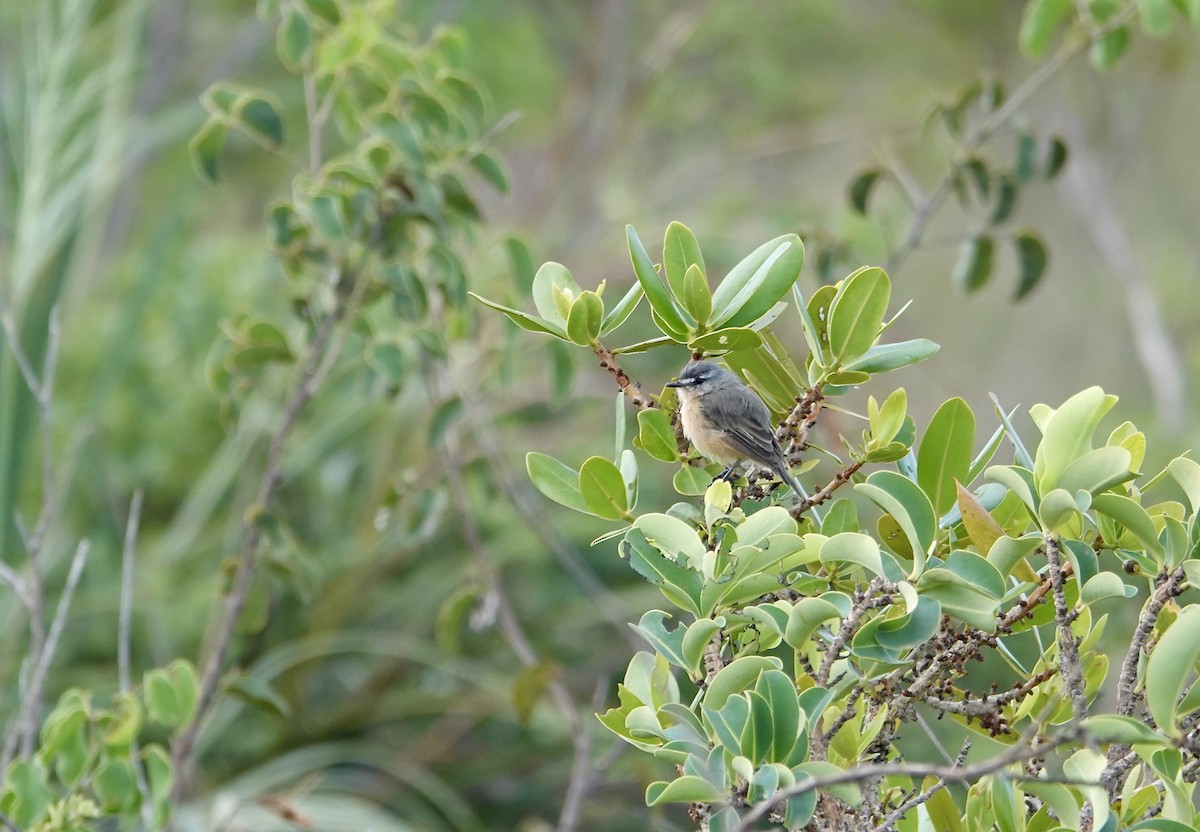 Gray-backed Tachuri - ML633129907