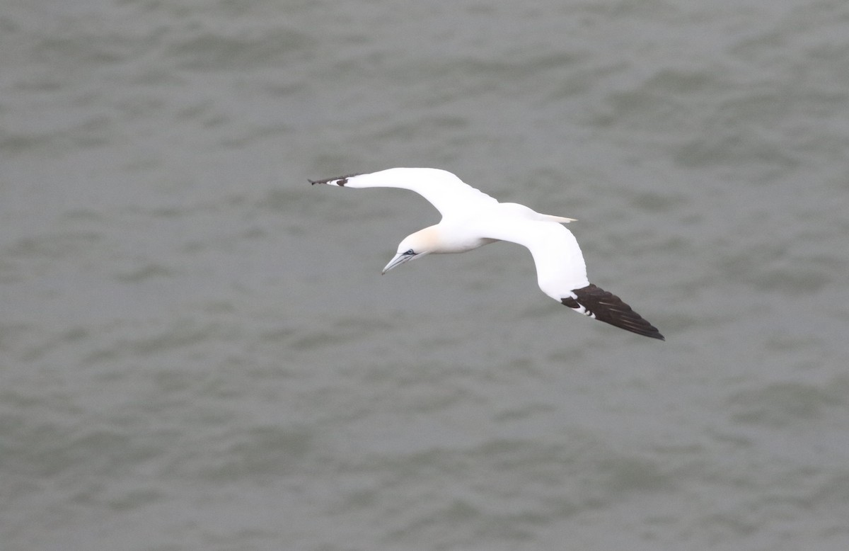 terej bílý - ML633130032