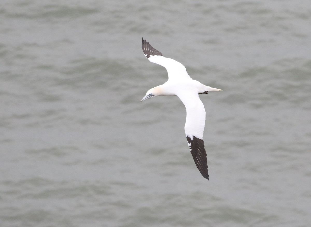 terej bílý - ML633130037