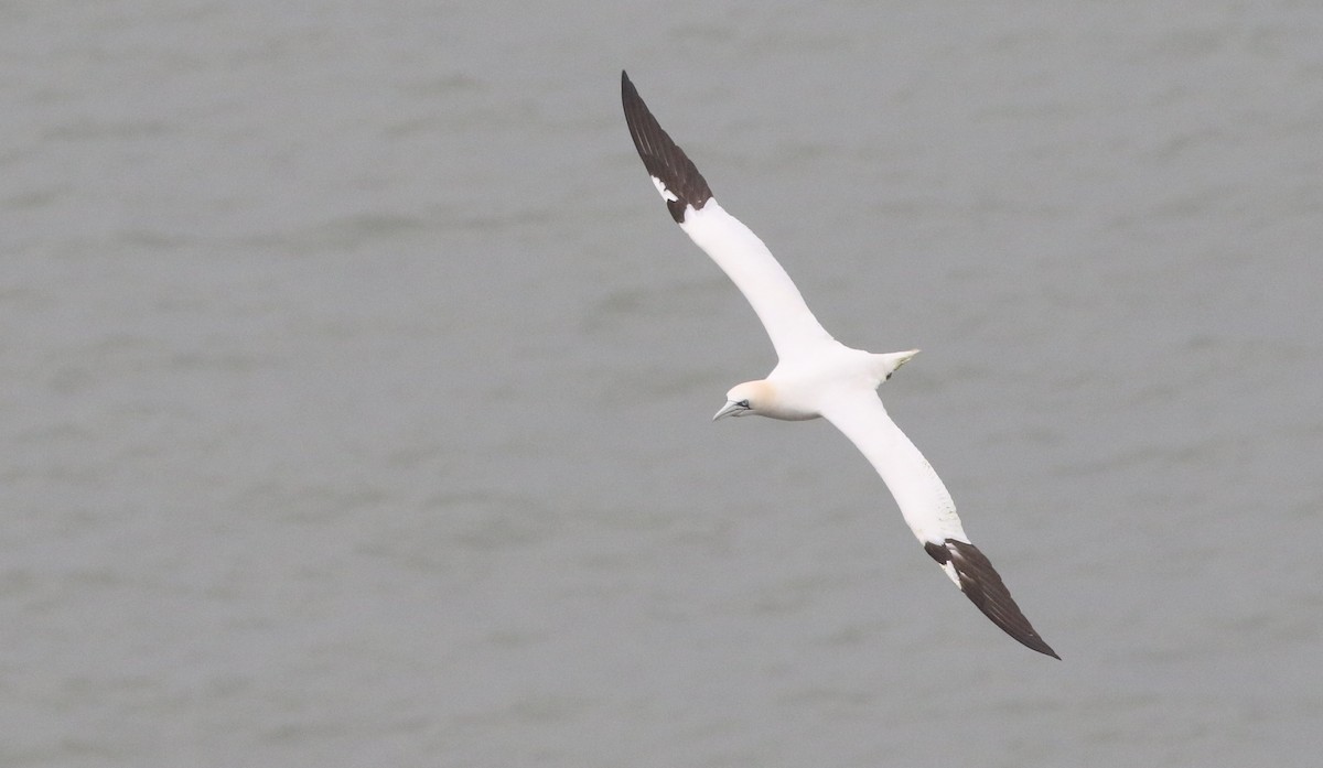 terej bílý - ML633130057