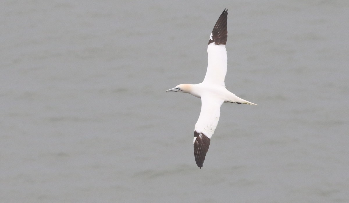 terej bílý - ML633130064