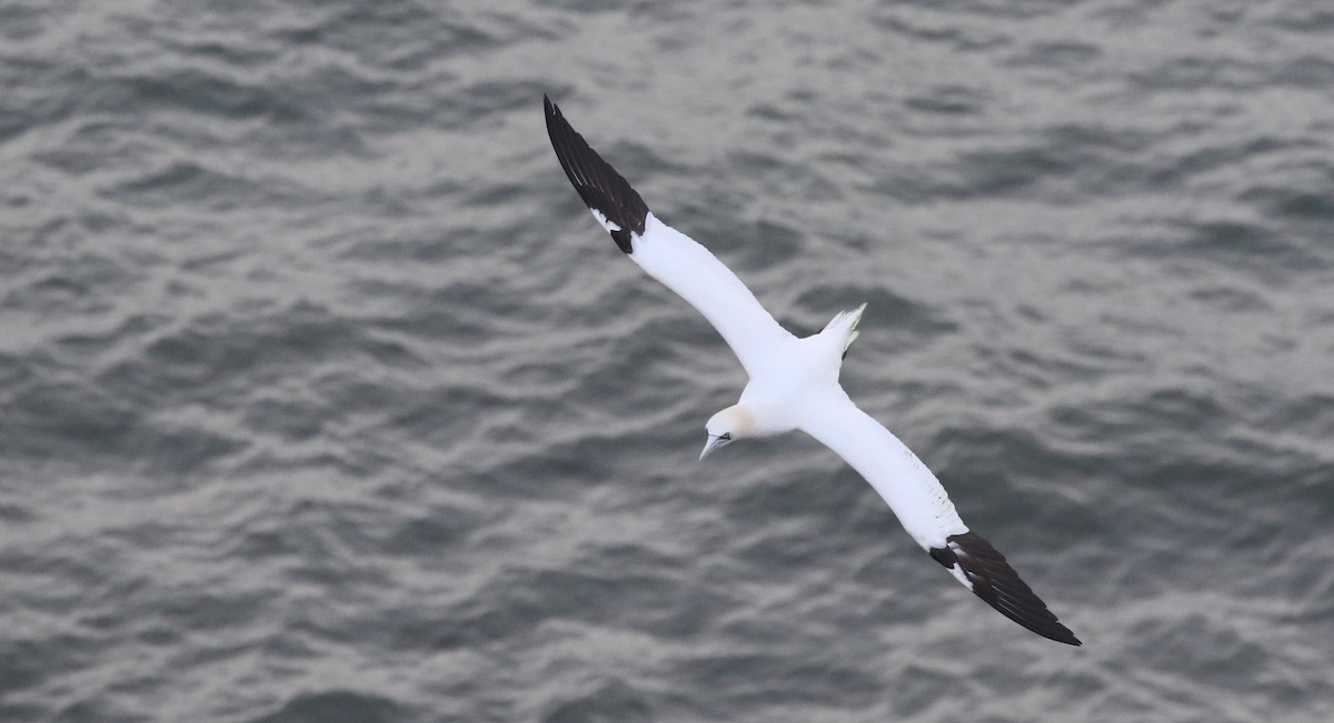 terej bílý - ML633130073