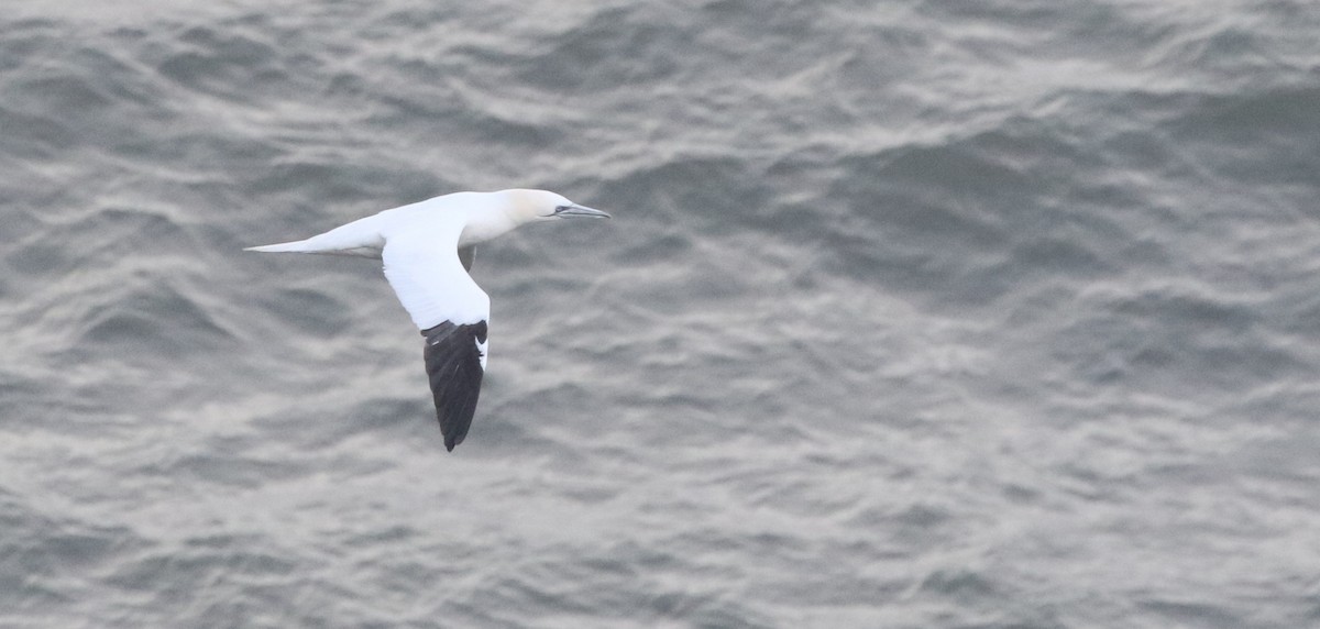 terej bílý - ML633130085