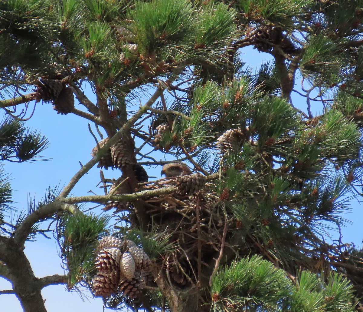 Black Kite - ML633130181