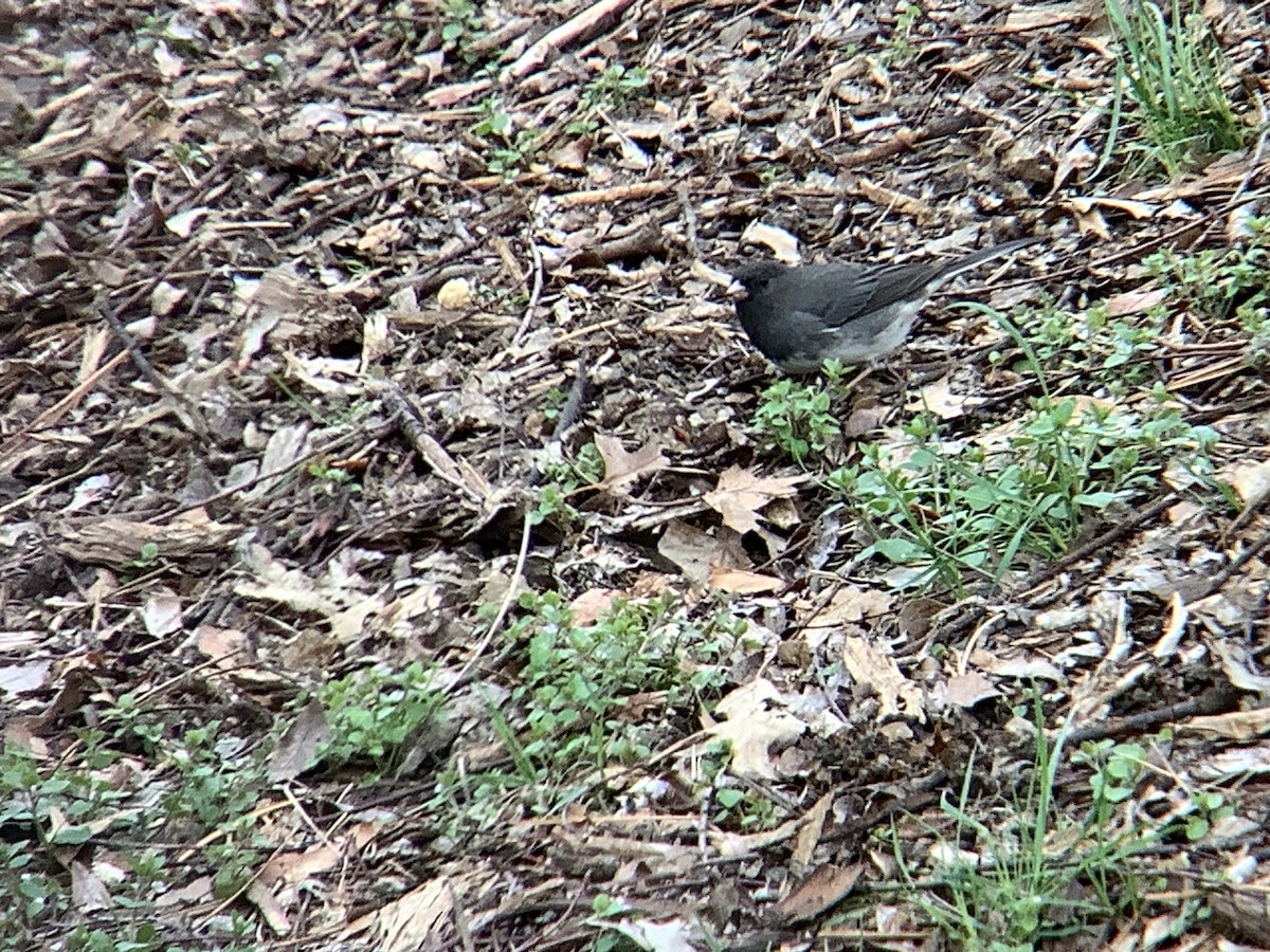 Dark-eyed Junco - ML633130220