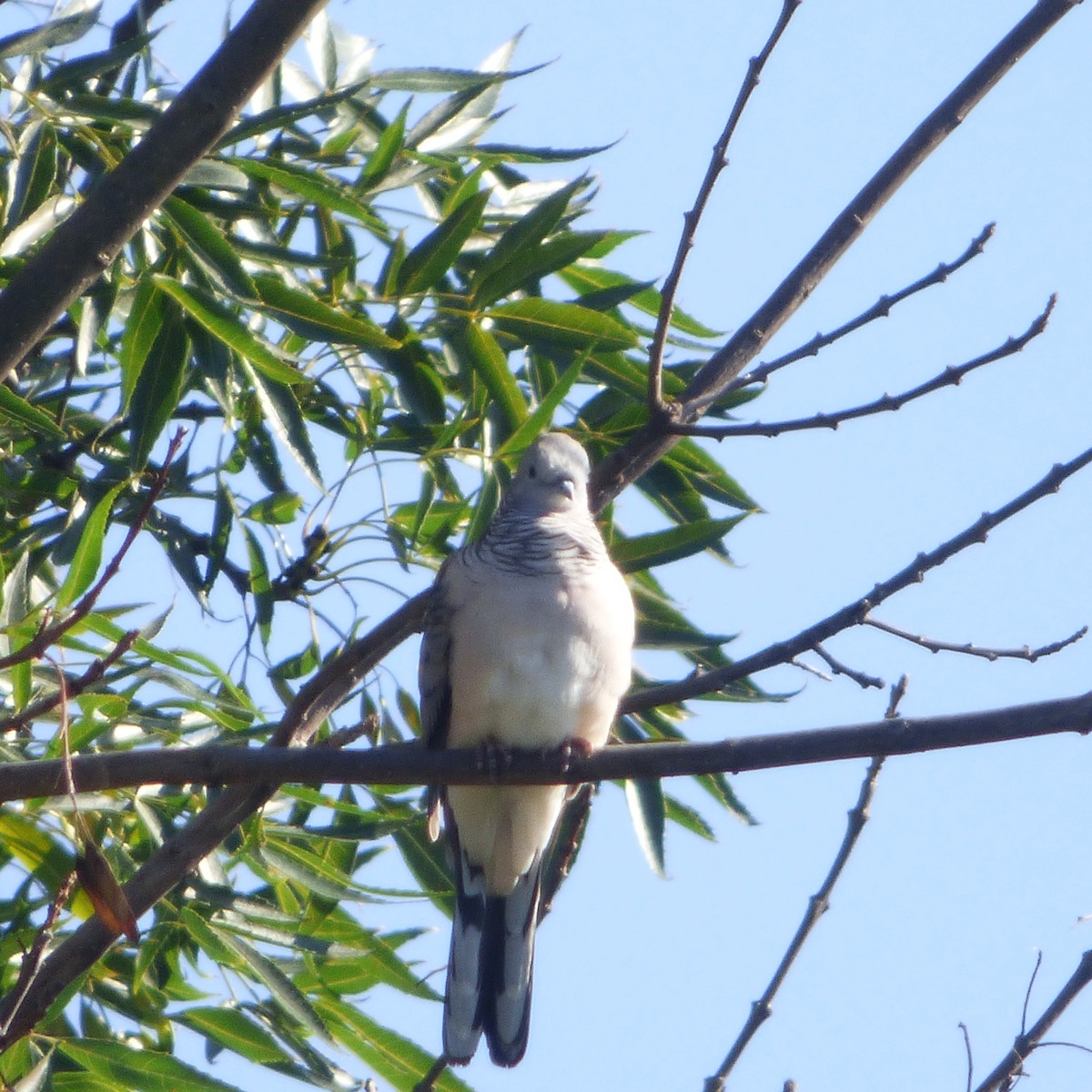 Peaceful Dove - ML633130432