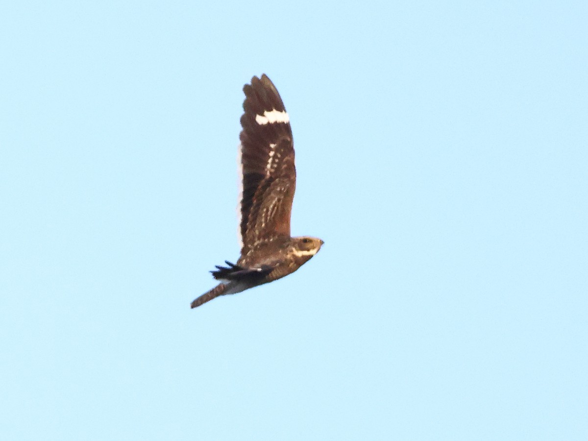 Least Nighthawk - ML633130649