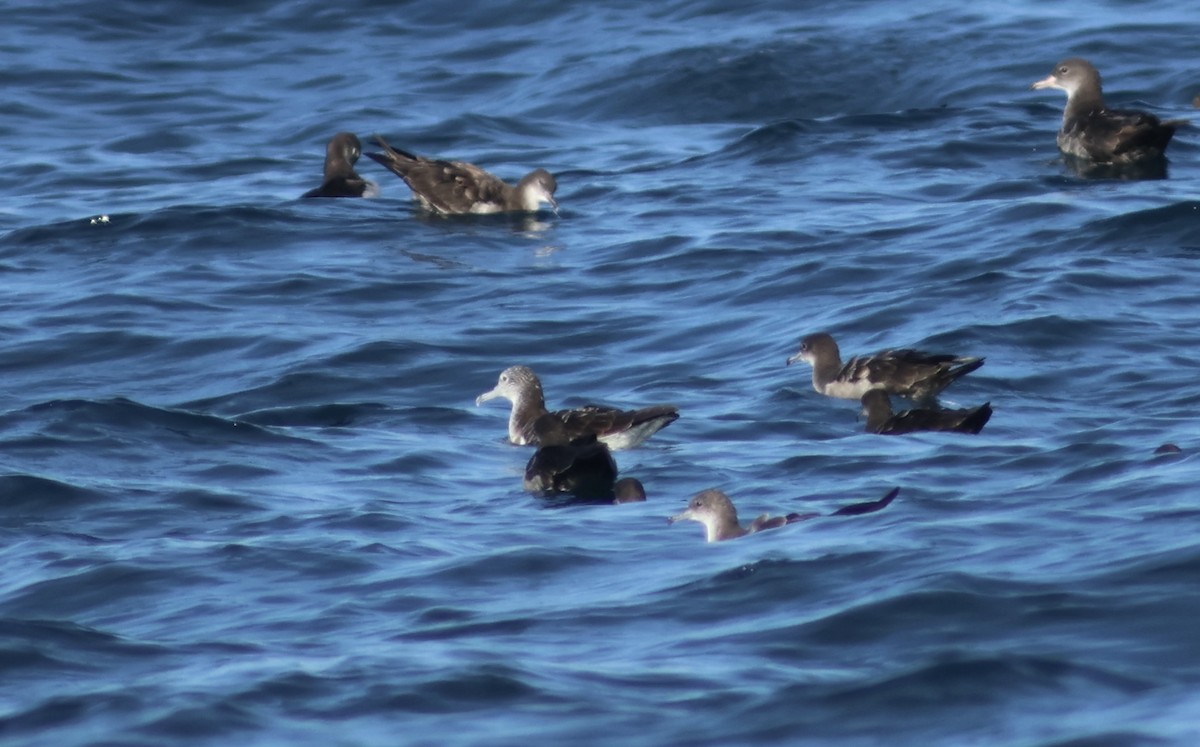 Streaked Shearwater - ML633130661