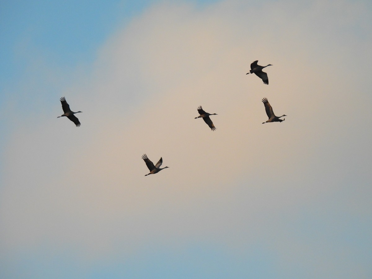 Sandhill Crane - ML633130662