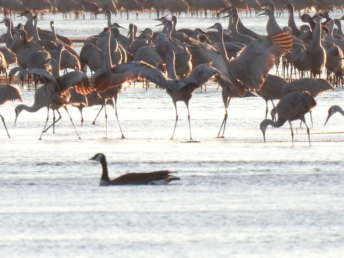 Sandhill Crane - ML633130663