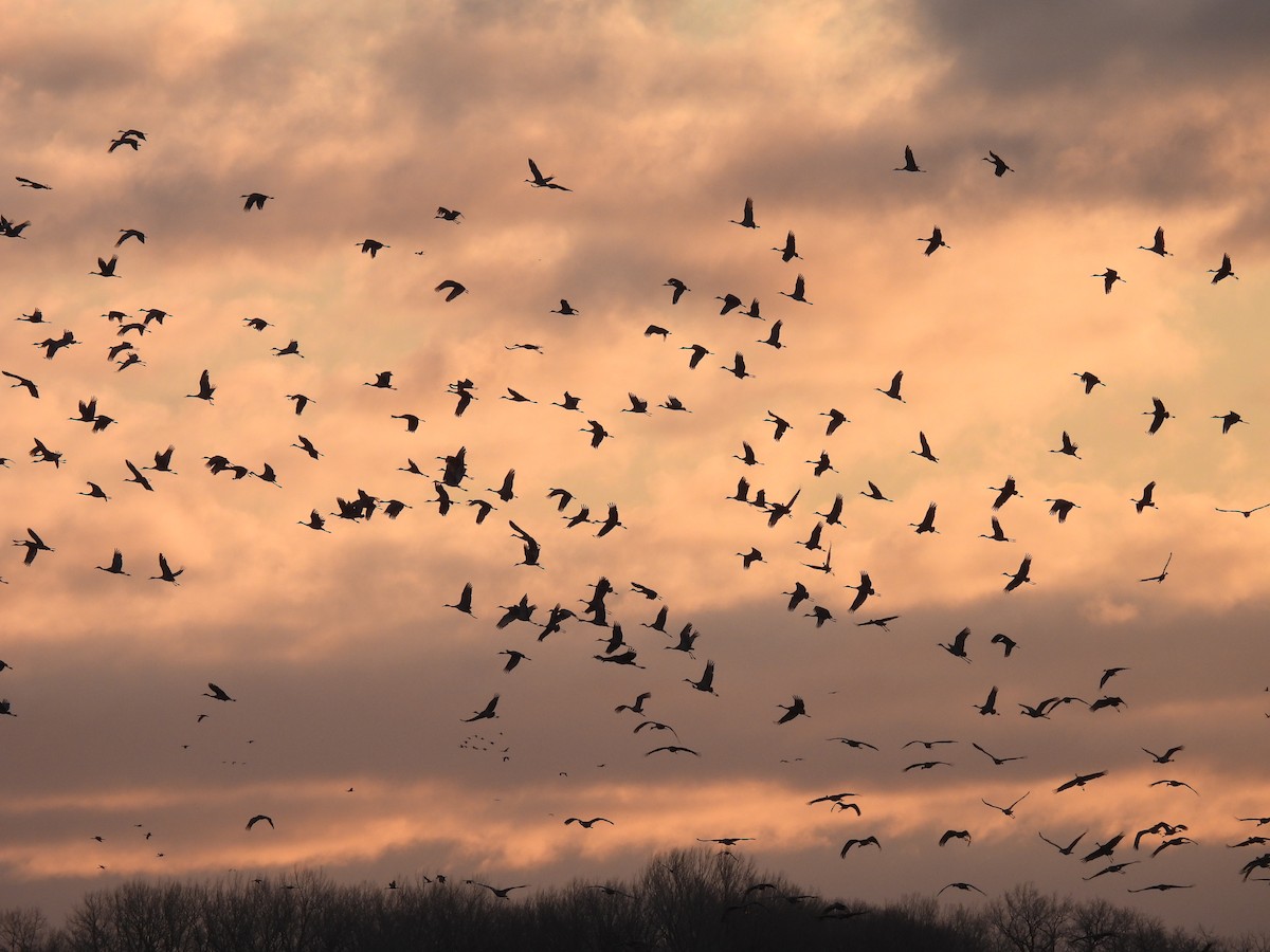 Sandhill Crane - ML633130664