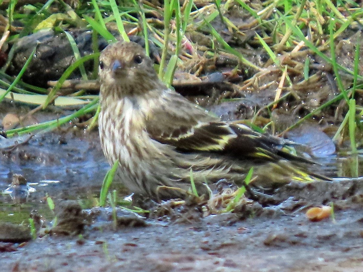 Pine Siskin - ML633130742