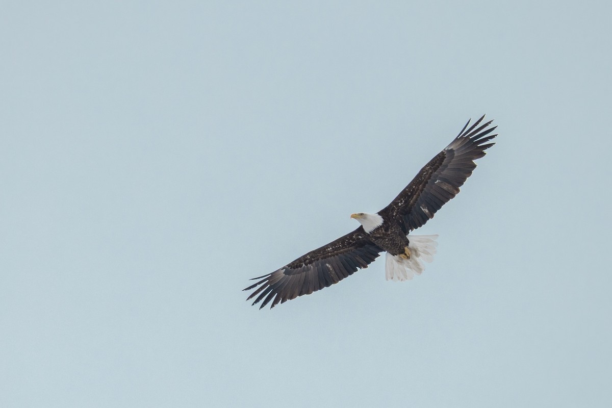 Bald Eagle - ML633131371