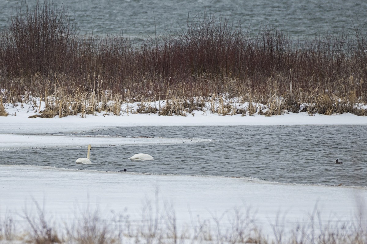 Cygne trompette - ML633131438