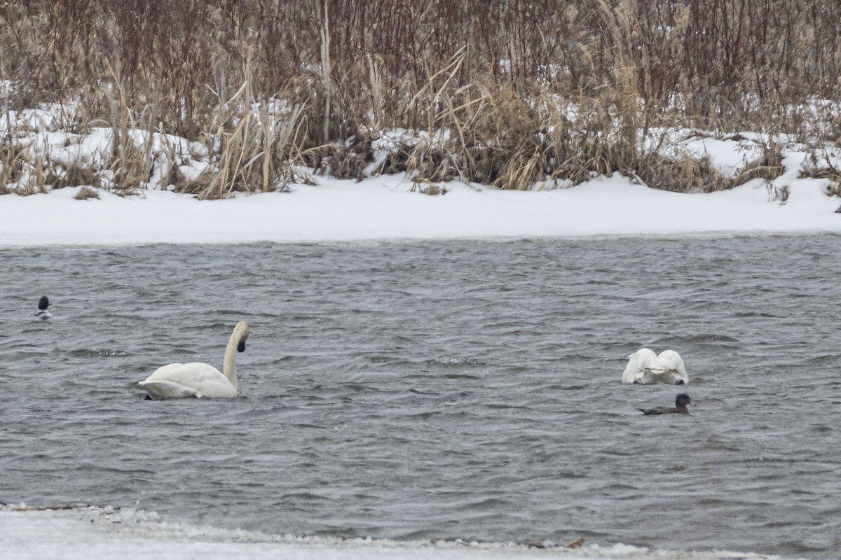 Cygne trompette - ML633131439