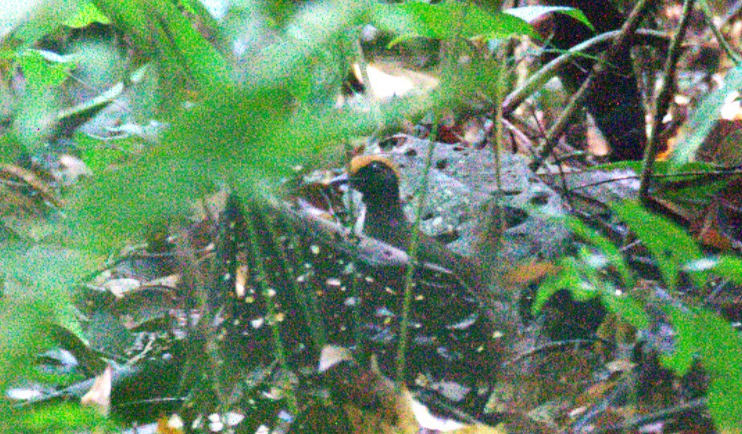 Rufous-capped Antthrush - ML633131594
