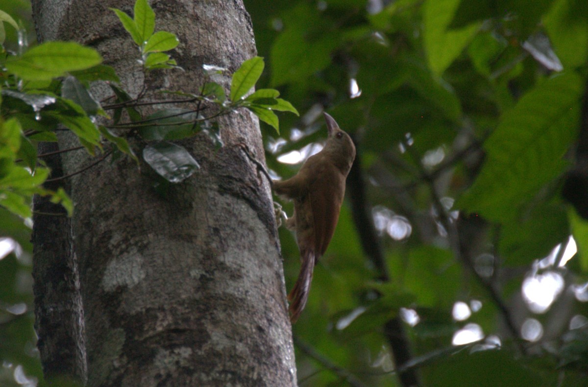 Uniform Woodcreeper - ML633131613