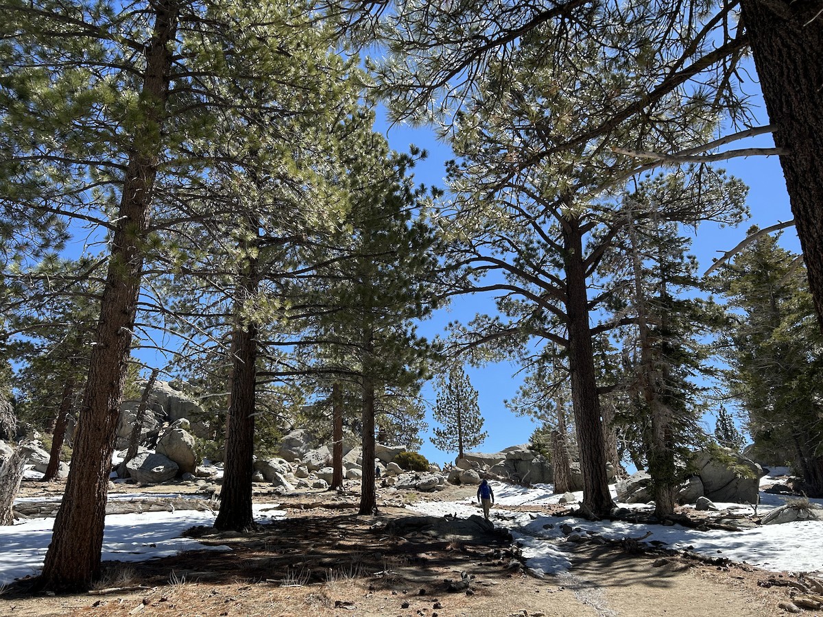 null - ML633131634