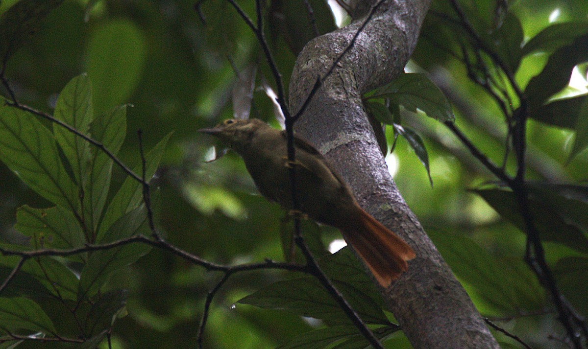 Rufous-rumped Foliage-gleaner - ML633131637
