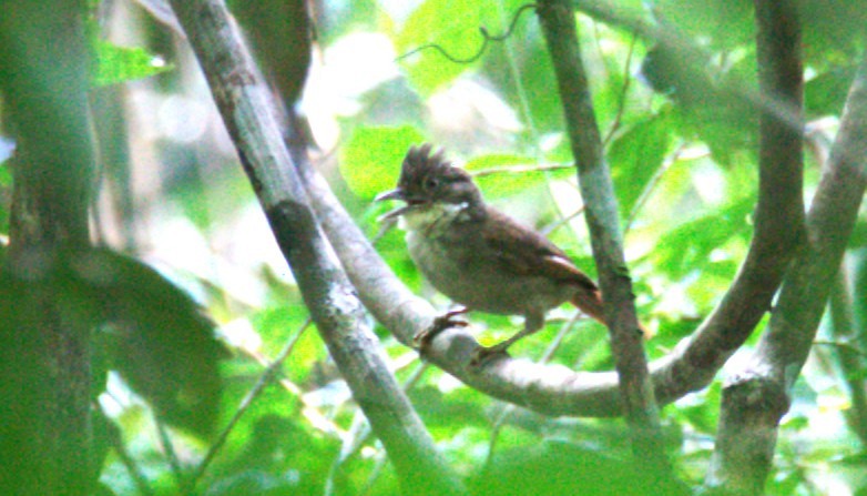 Para Foliage-gleaner - ML633131648