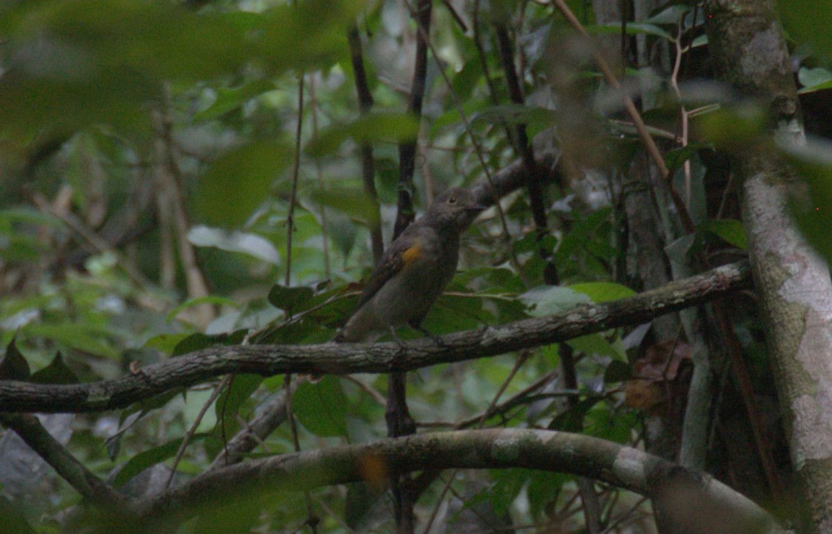 Cinereous Mourner - ML633131671