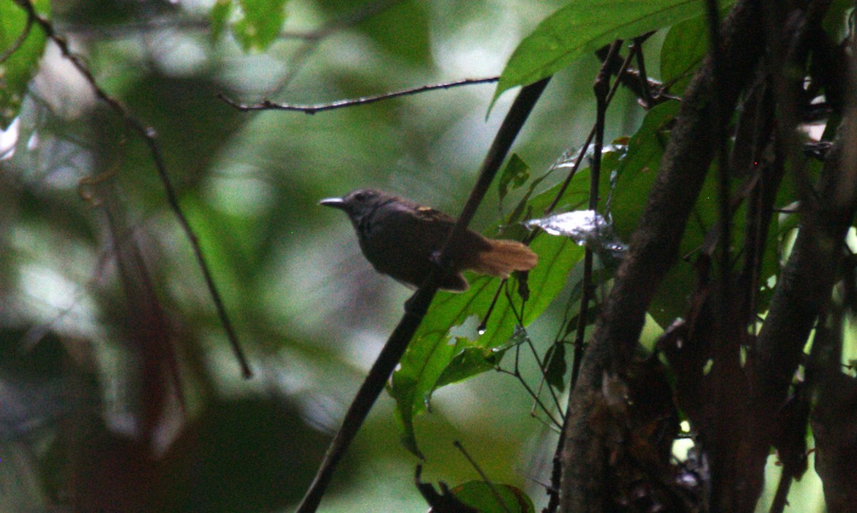 White-eyed Stipplethroat - ML633131791