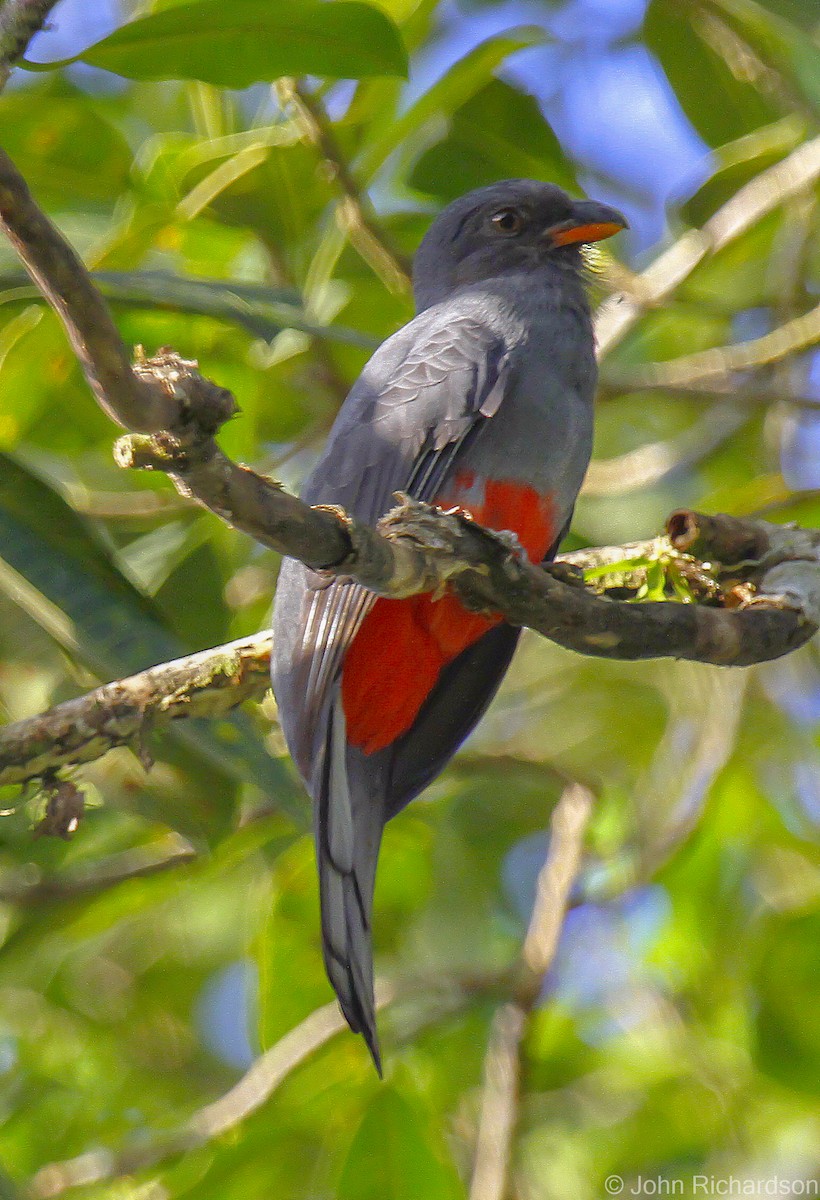 Slaty-tailed Trogon - ML633131794