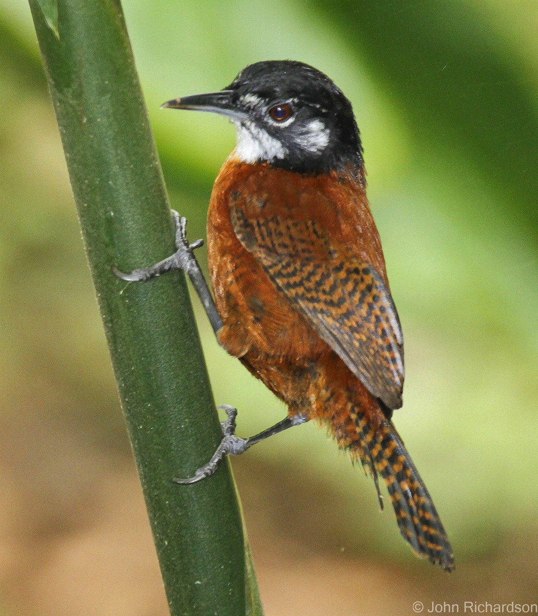 Bay Wren - ML633131801