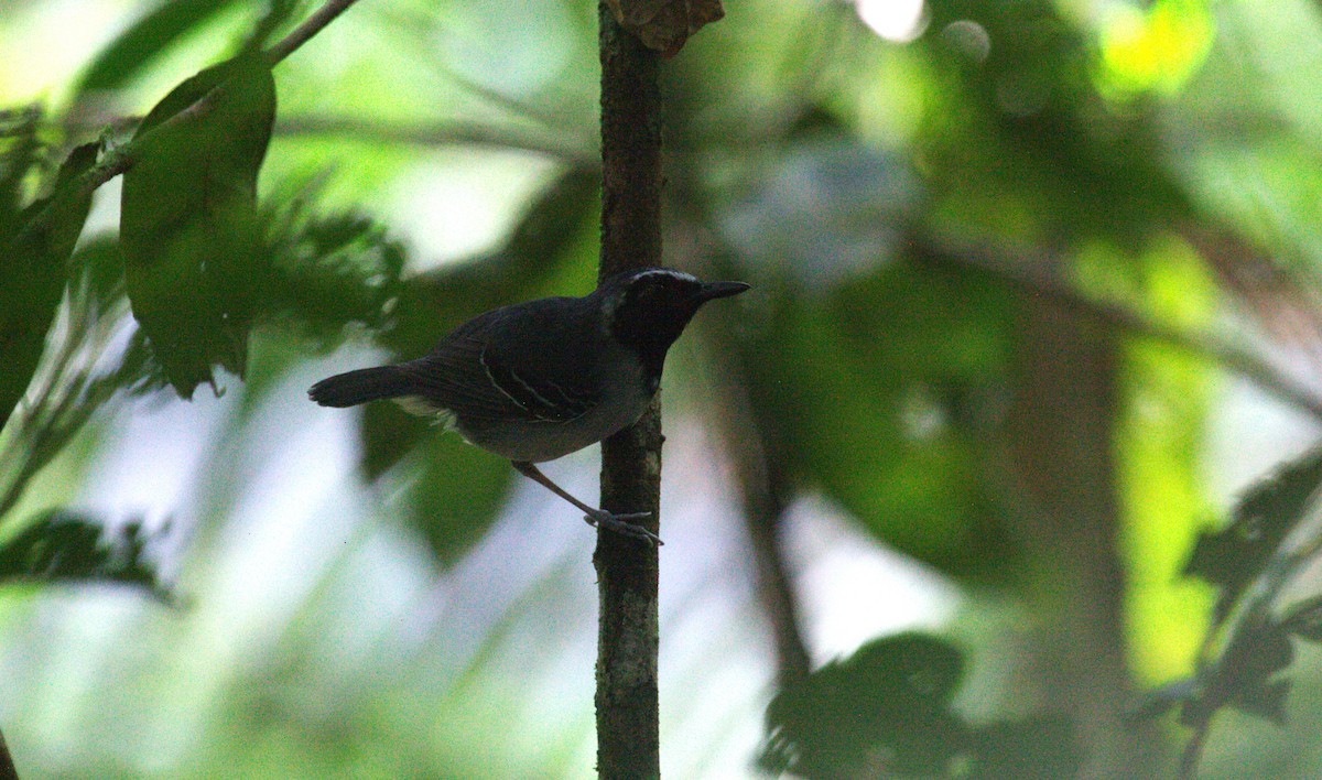 Black-faced Antbird - ML633131804