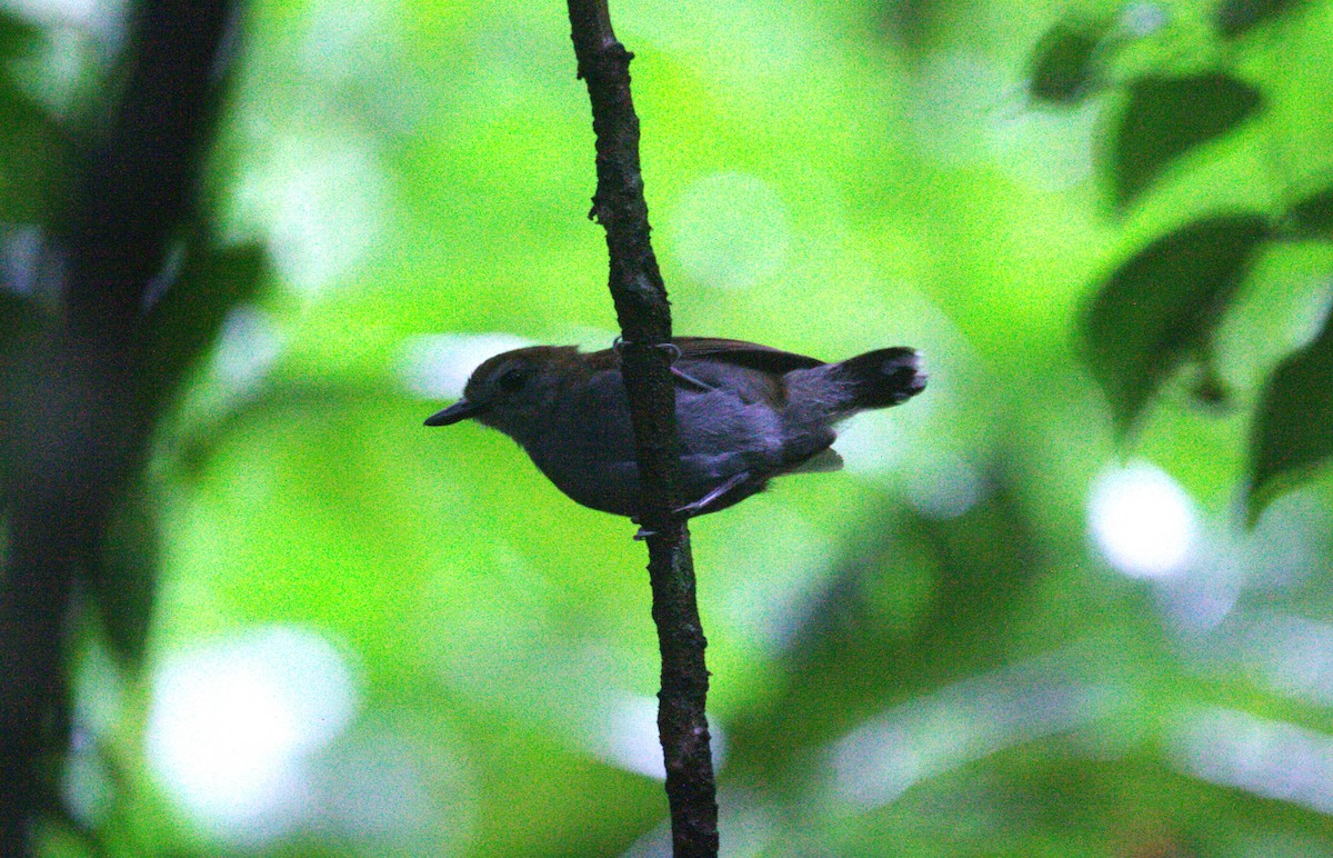 Xingu Scale-backed Antbird - ML633131823