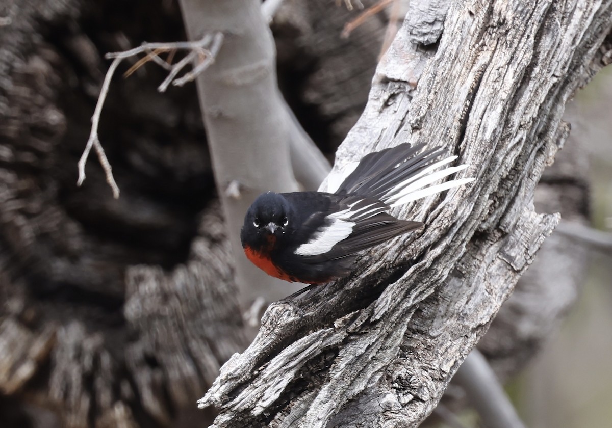 Painted Redstart - ML633131855