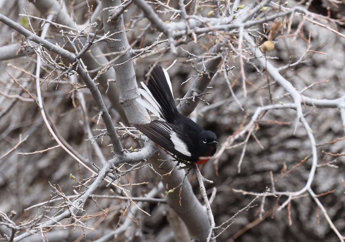 Painted Redstart - ML633131858