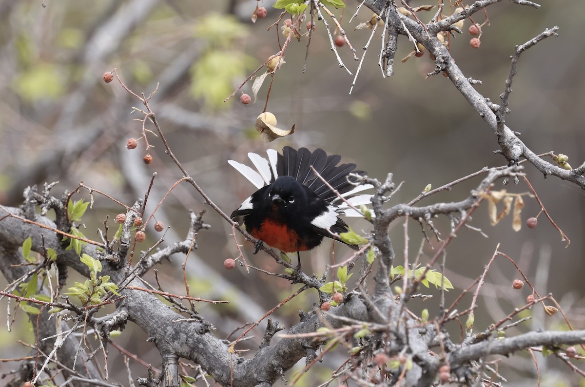 Painted Redstart - ML633131859