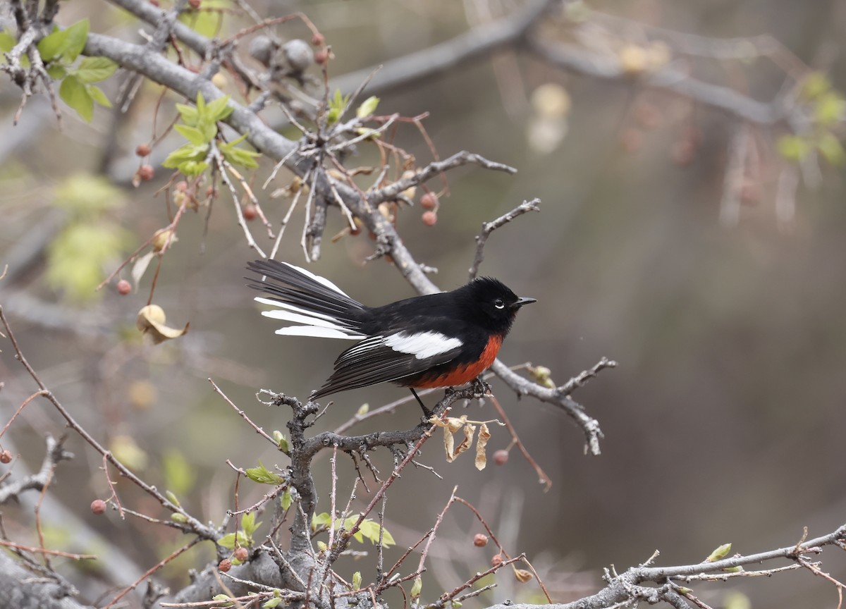 Painted Redstart - ML633131866